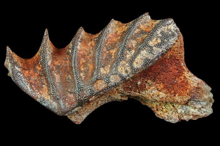 Cretaceous Lungfish (Ceratodus) Tooth Plate #81169